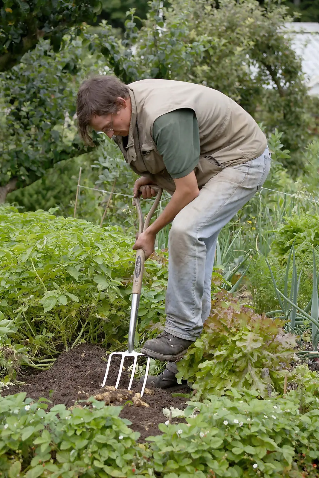 Spear & Jackson Traditional Stainless Digging Fork 6 Spear & Jackson Traditional Stainless Digging Fork - Image 4
